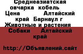 Среднеазиатская овчарка (кобель).. › Цена ­ 3 500 - Алтайский край, Барнаул г. Животные и растения » Собаки   . Алтайский край